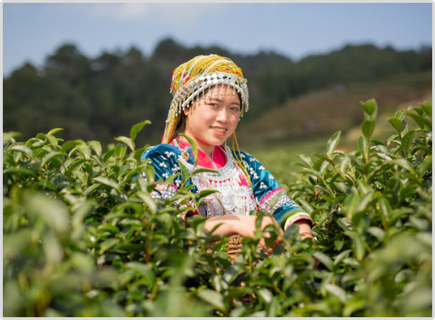 Tea Farmer